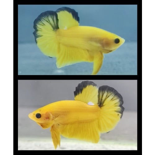 Yellow Hellboy Clasic