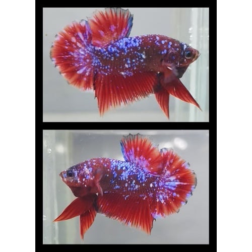 Red Purple Galaxy