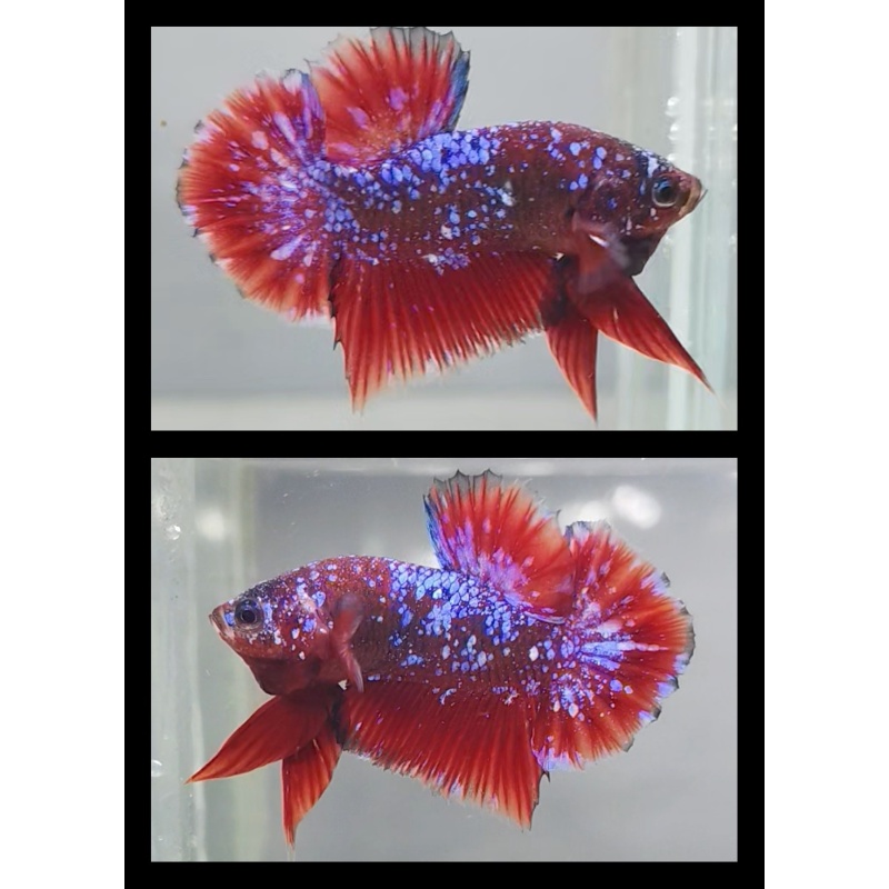 Red Purple Galaxy
