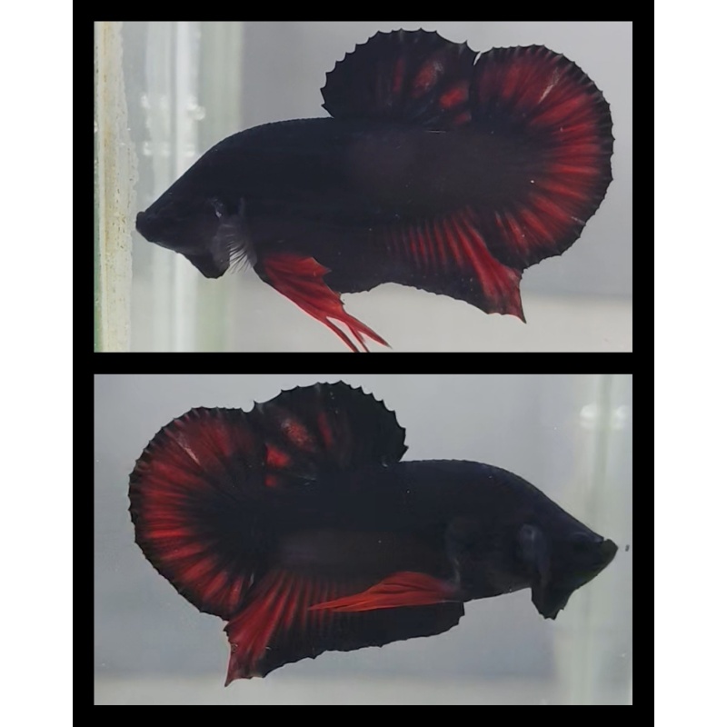 Vampire Dolphin Head