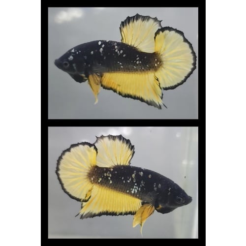 Avatar Copper Yellow Black Banding