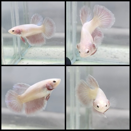 Female Sweet Pink