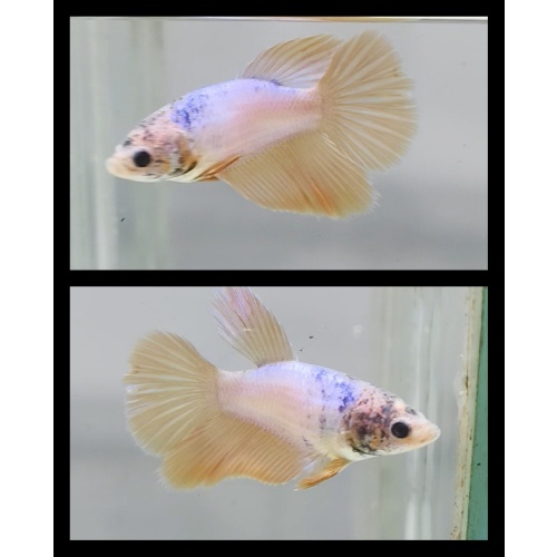 Female Orange Pastel