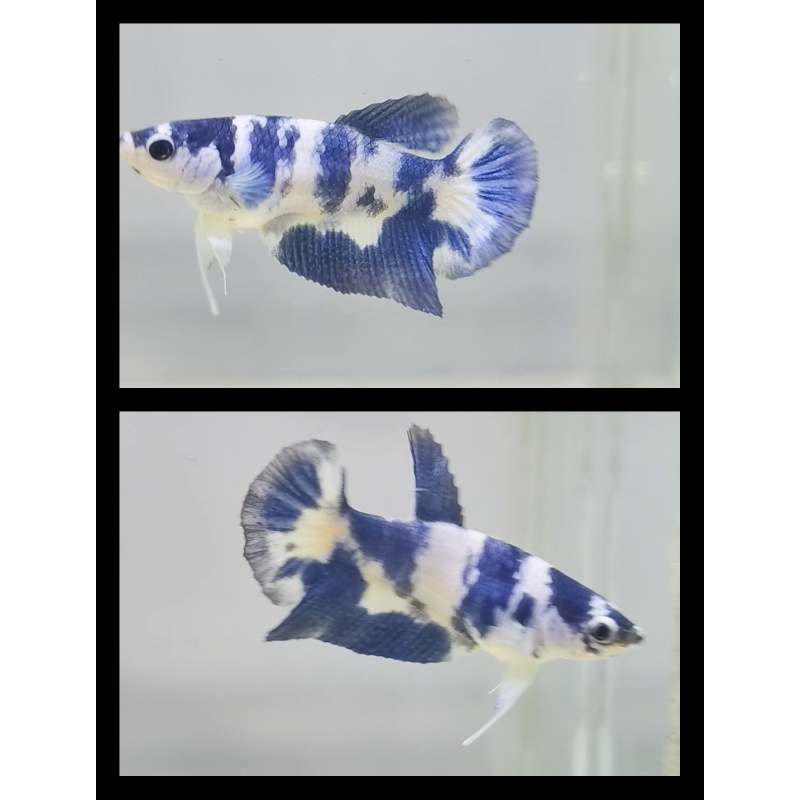 Female Blue Marble  Army