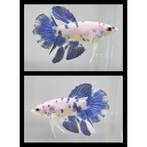 Female Blue Marble