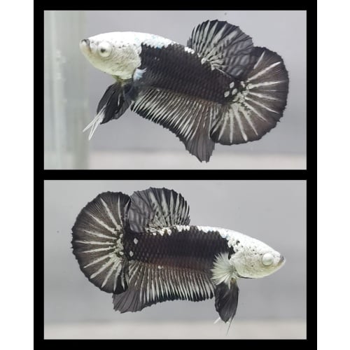 Black Mamba Snow