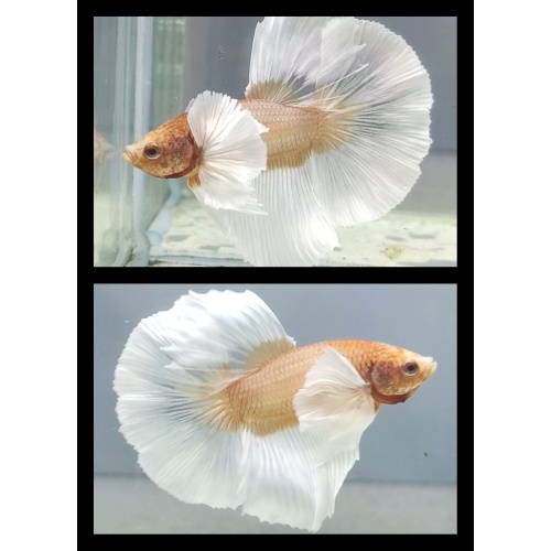 Halfmoon Dumbo Ear Gold White