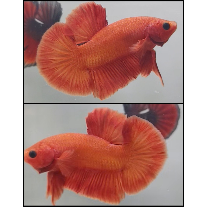 Super Orange Bold