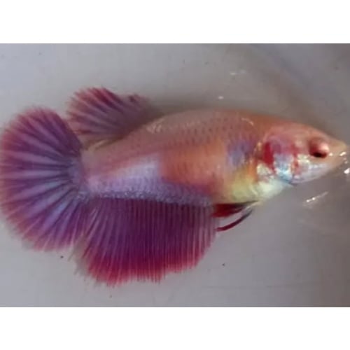 Female Red Purple 1 For Sorority