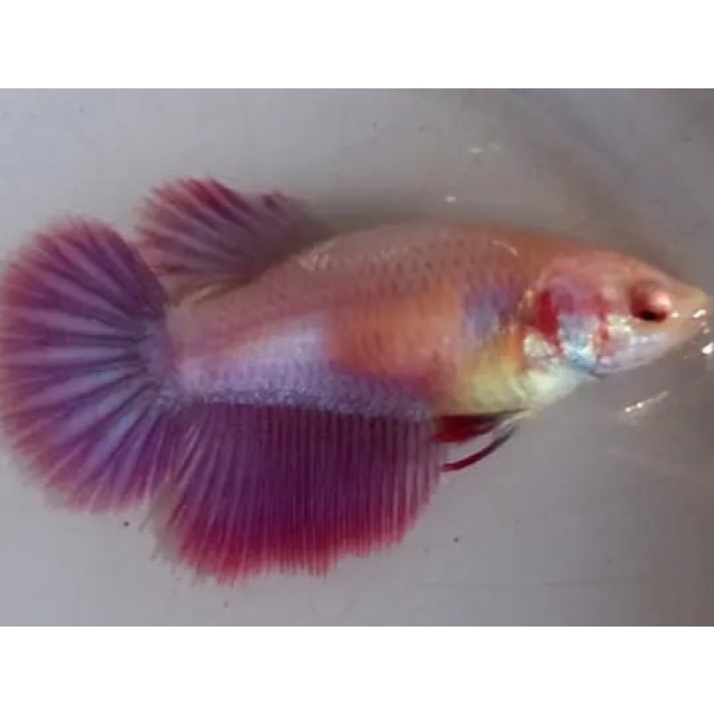 Female Red Purple 1 For Sorority