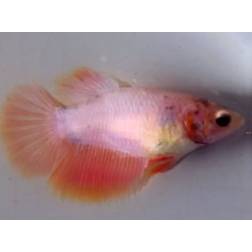 Female Sweet Orange For Sorority