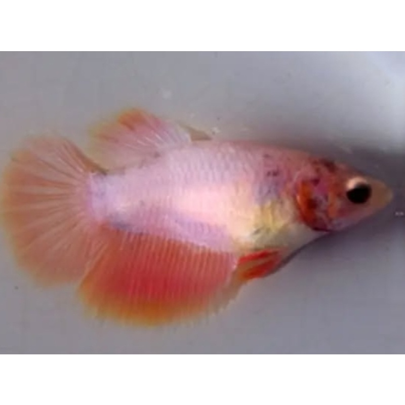 Female Sweet Orange For Sorority