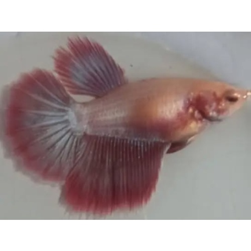 Female Rose Gold 1 For Sorority