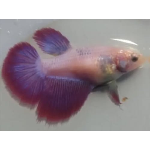 Female Red Purple 2 For Sorority