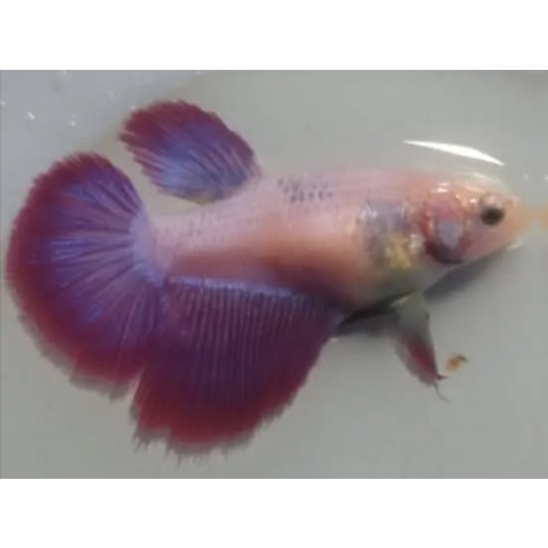 Female Red Purple 2 For Sorority