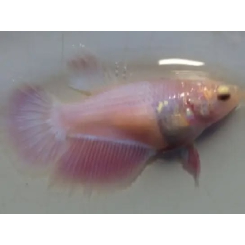 Female Pink For Sorority