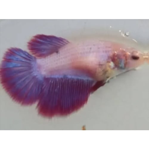 Female Red Purple 3 For Sorority