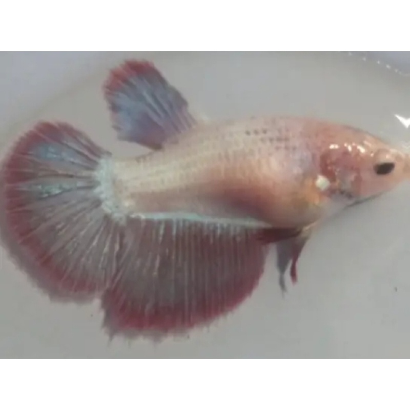 Female Rose Gold  3 For Sorority