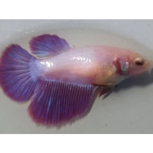 Female Purple For Sorority