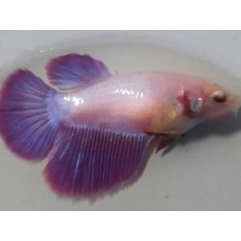 Female Purple For Sorority