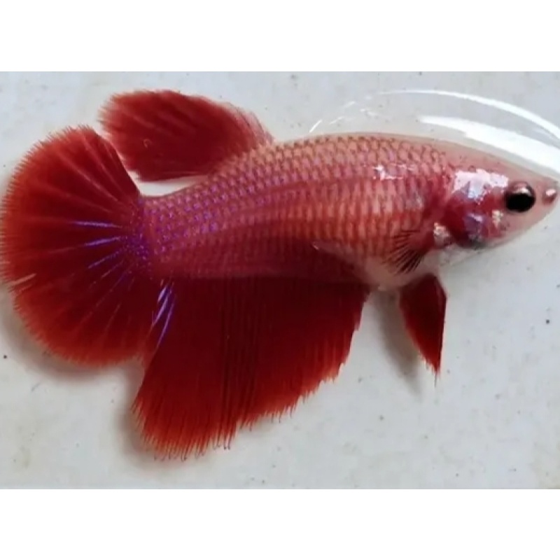 Female Sweet Red For Sorority