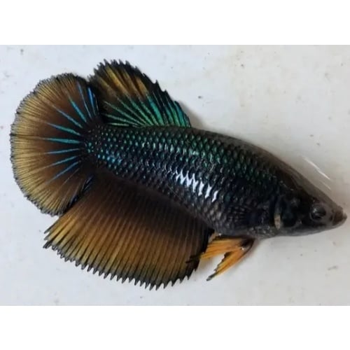 Female Green Mustardgas For Sorority