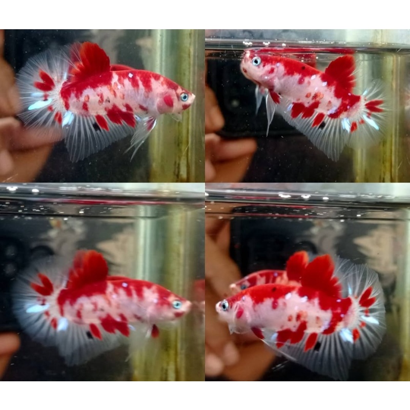 Red Koi Classic