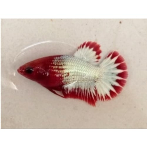 Female Red FCCP