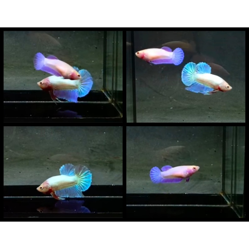 Pair Pink Aurora