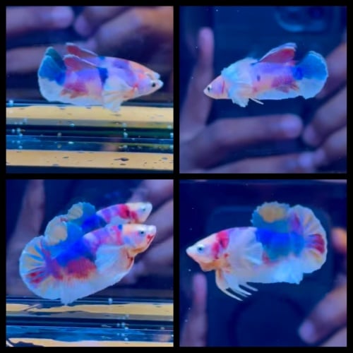 Pair Dumbo Ear Multicolor