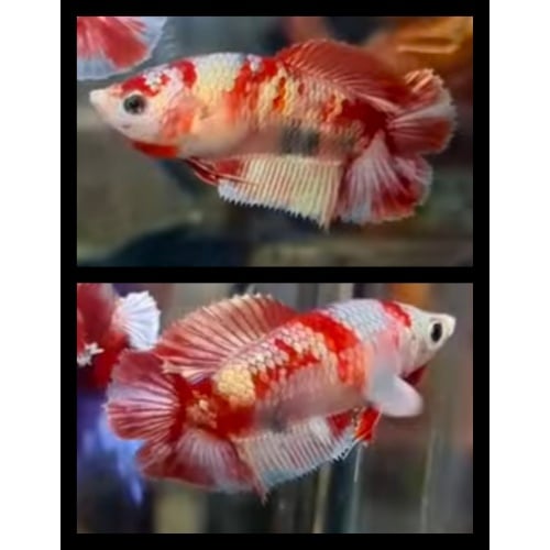 Female Gold Red