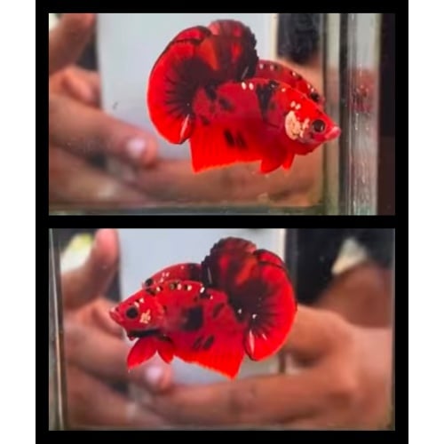 Red Black Copper