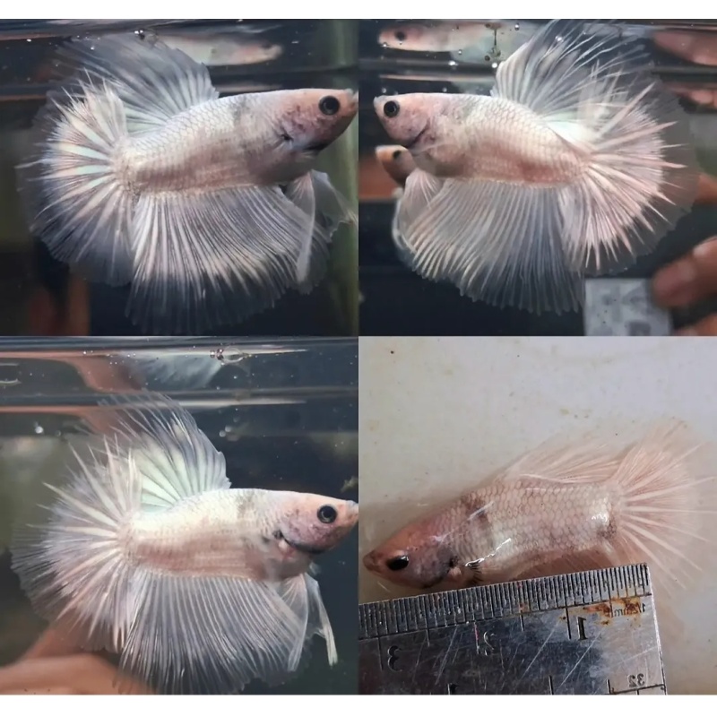 White Copper Short Body