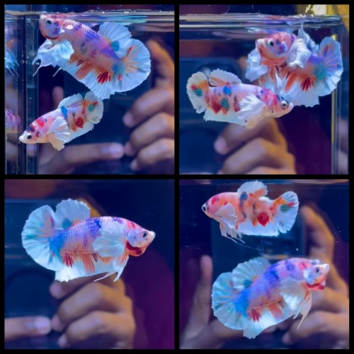 Pair Candy Dumbo Ear