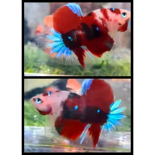 Red Koi