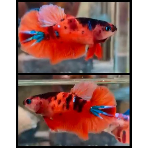 Female Nemo Tiger