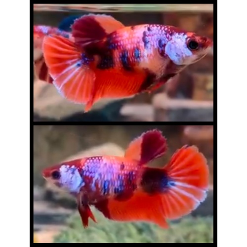 Female Nemo Candy