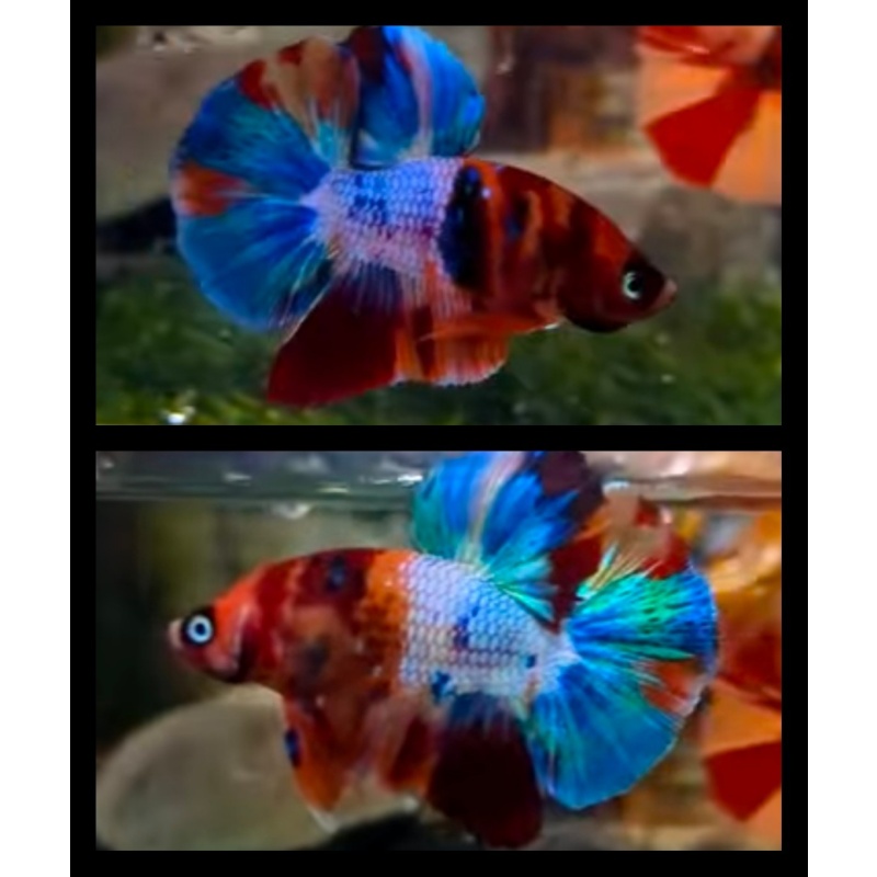 Nemo Candy