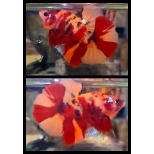 Nemo Tiger
