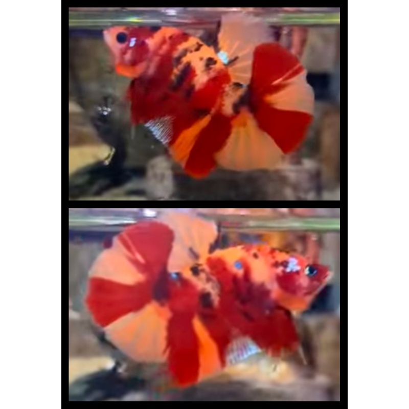 Nemo Tiger