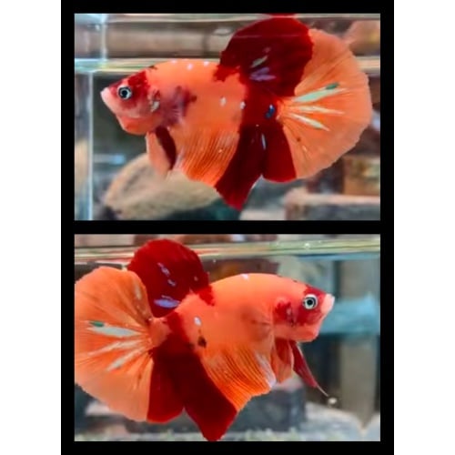 Classic Nemo