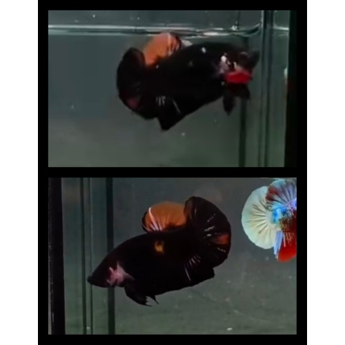 Black Nemo Variation