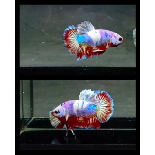 Barongsai Purple
