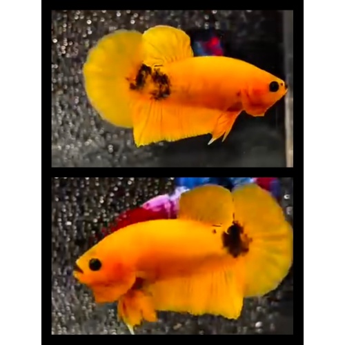 Yellow Hellboy Pikachu