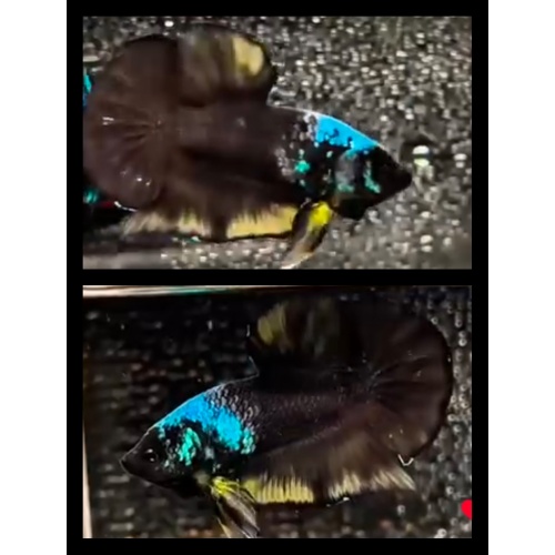 Avatar Masking Yellow Rim