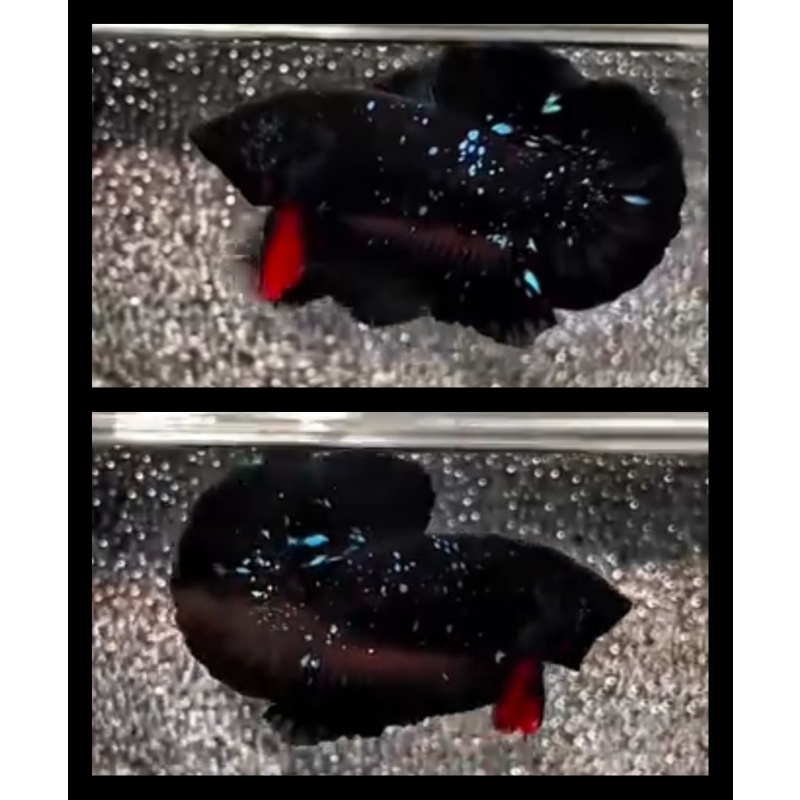 Avatar Sparkling 2