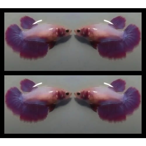 Female Pink Aurora