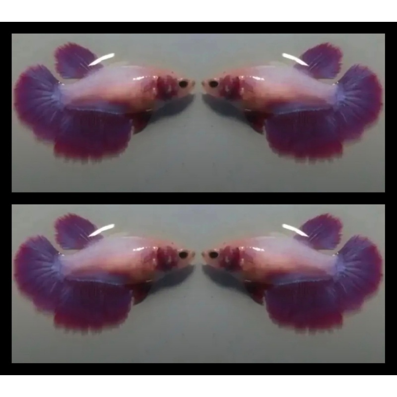 Female Pink Aurora