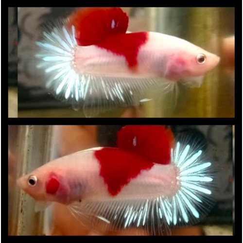 Red Tancho