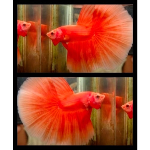 Super Orange